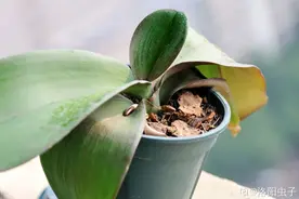 注意！家里的这10种植物最怕晒！很多人都不知道图片