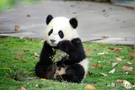 为什么印度连续14次向我国租借大熊猫，我国都拒绝了呢？图片