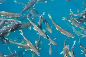 西藏羊卓雍措里面的鱼，多达8亿公斤，为什么没人敢吃呢？图片