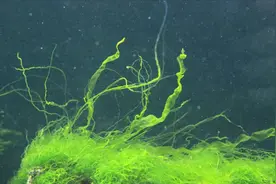 如何解决鱼缸水绿的问题图片