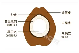 吃对减肥，吃错长肉，这种水果真是让人又爱又恨图片