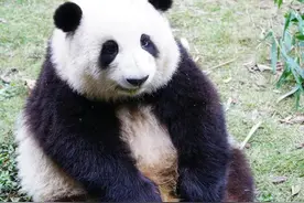 关于网红大熊猫“和花”的亲妈、干妈以及“韭菜花叶”组合的介绍图片