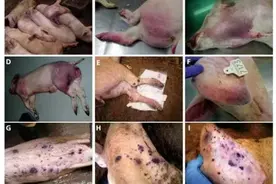 认识非洲猪瘟与症状—非洲猪瘟专题（1）图片