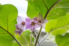 茄子结出“满天星”，整枝摘叶有诀窍，学会三个巧，茄子产量高图片