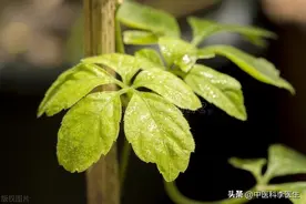 一味绞股蓝，抗瘟疫，解热毒，健脾胃，祛湿气，堪称“多面手”图片