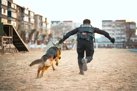 “警犬技术”专业毕业生：高考时比二本线高180多分，训练的狗狗会撒娇、偷懒，也要经过考核图片