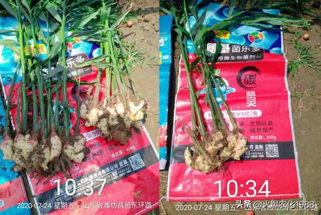 底肥选好 全年无忧 施底肥新方案！一底顶十追！是有机肥的数倍以上