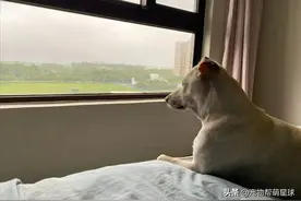 狗狗心碎趴窗前，表情忧郁，主人无奈：看我也没用啊图片