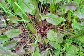 长在水沟边的“牛舌头”，根部可入药，价值珍贵，城里一斤卖20元图片