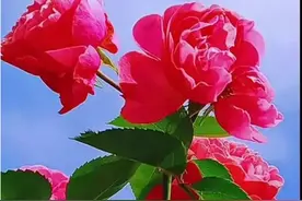 放下一个人，不是删除和拉黑，而是以下这3种方式图片