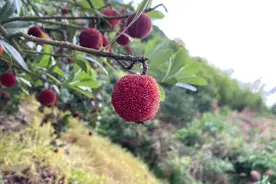 浙江村民发现一棵百年老树，用70多年嫁接出千万棵，换来亿万财富图片