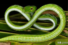 30张罕见动物照：绿瘦蛇微笑似蛇精，印度人骑着大象大战老虎图片