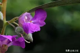 凤仙花如鹤顶、似彩凤，姿态优美，妩媚悦人图片