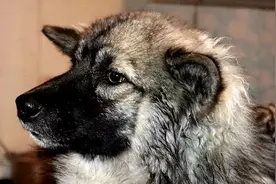 14年俄罗斯3岁女童和狗一同失踪，11天后狗叼来发圈，救了她一命图片