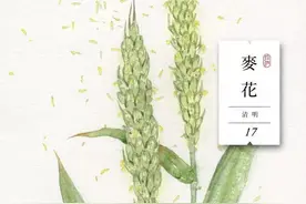 春风拂晚霞，细麦落轻花——麦花，开满春暮的“白月光”图片