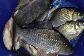 钓鱼日记——2023年6月7日（滨河公园附近夜钓）图片