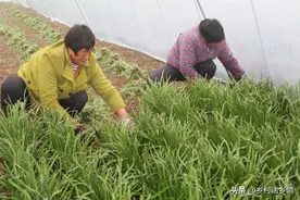 韭菜割后管理有窍门，施什么肥？如何管理？掌握好韭菜又粗又肥壮图片