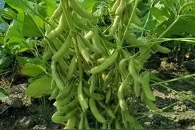 高油高产、优质高抗，省农科院选育的赣豆系列大豆新品种成果转化图片