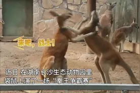 长沙生态动物园上演袋鼠“拳王争霸赛”饲养员终止“比赛”图片