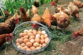 鸡吃了下蛋多，秘密饲料配方，你知道吗？图片