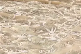 抚仙湖正式开湖捕鱼！银鱼品质好、个头大图片