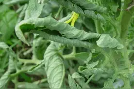 番茄、茄子、黄瓜，叶片上卷是咋回事？排除“5患”，从容促高产图片