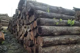 家具店老板揭行业内幕，这五种“红木”全是高仿，别被坑了图片