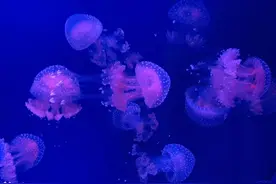 白日不到处，青春恰自来图片