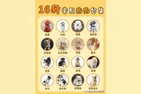 新手养狗课堂丨常见16种狗狗优缺点及喂养难度合集图片