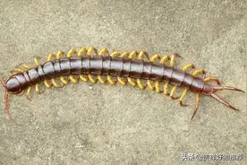 为什么不能踩死蜈蚣呢？家里有蜈蚣怎么办？图片