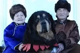 “斑克尔”蒙古獒有多厉害，看了就明白！图片