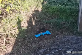 惊险！一男子钓鱼，触电又坠桥！图片