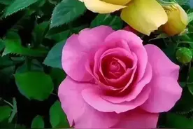 女人这样跟你发微信，她是真的想你了图片