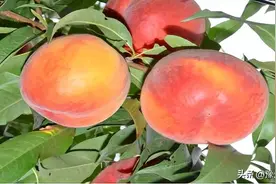 郑州果树研究所桃品合集—普通桃图片