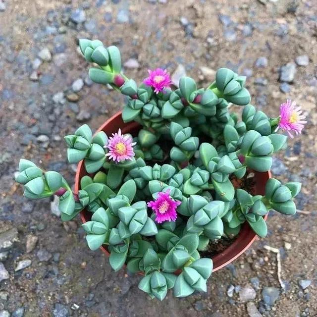 50种多肉开花欣赏,你养的开花了吗?快来晒晒