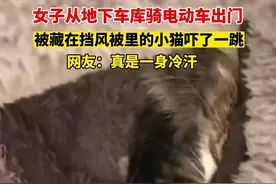 女子从地下车库骑电动车出门，被藏在挡风被里的小猫吓了一跳，网友：真是一身冷汗图片