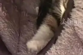 女子从地下车库骑电动车出门，被藏在挡风被里的小猫吓了一跳，网友：真是一身冷汗图片