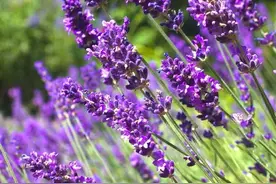 香气怡人、形态优美的香草——薰衣草图片