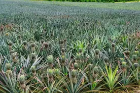 “菠萝”和“凤梨”是一种水果吗？吃菠萝必须泡盐水吗？图片