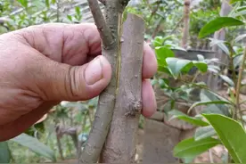 果树嫁接18法，总有一法适合您，拿走不谢图片