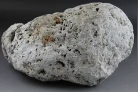 龙涎香是什么东西图片