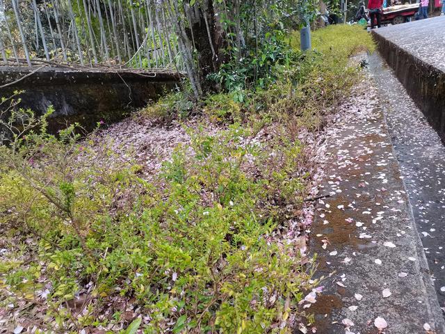 雨后的故事