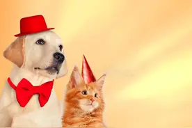 为什么提倡给犬猫绝育？（上篇）图片