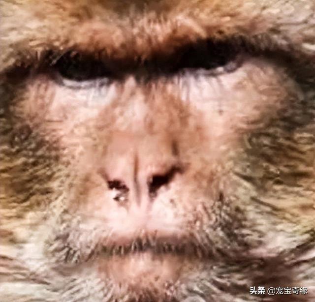 专业人士警告：不要去逗狒狒或猴子，无论是在动物园还是野外