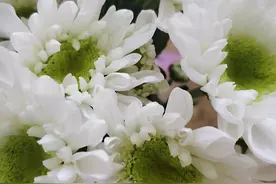 纪念母亲10周年祭文图片