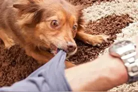 对付咬人恶狗的命门只需一招，保证恶狗见你都发抖图片