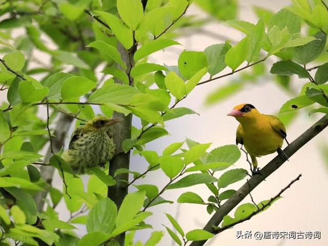 杜甫《绝句》：两个黄鹂鸣翠柳，一行白鹭上青天