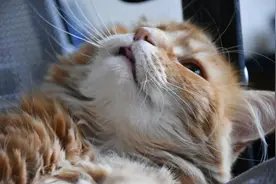 网友被橘猫骗吃骗喝了大半年，正准备收养，却发现是邻居家养的图片