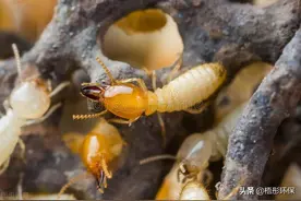 白蚁对房屋的白蚁危害非常大，如何彻底消灭白蚁？图片