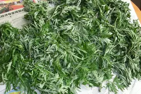 艾叶用得好，疾病不来找！掌握3个艾叶用法，大人小孩都受益图片
